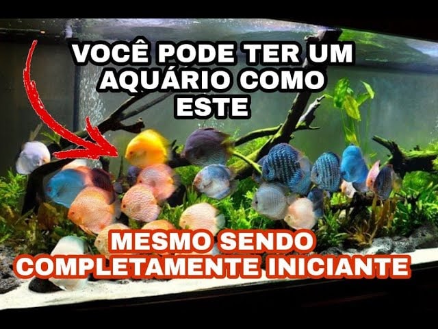 Capa: Aquarista de Sucesso Marcos Alvarenga Download Completo