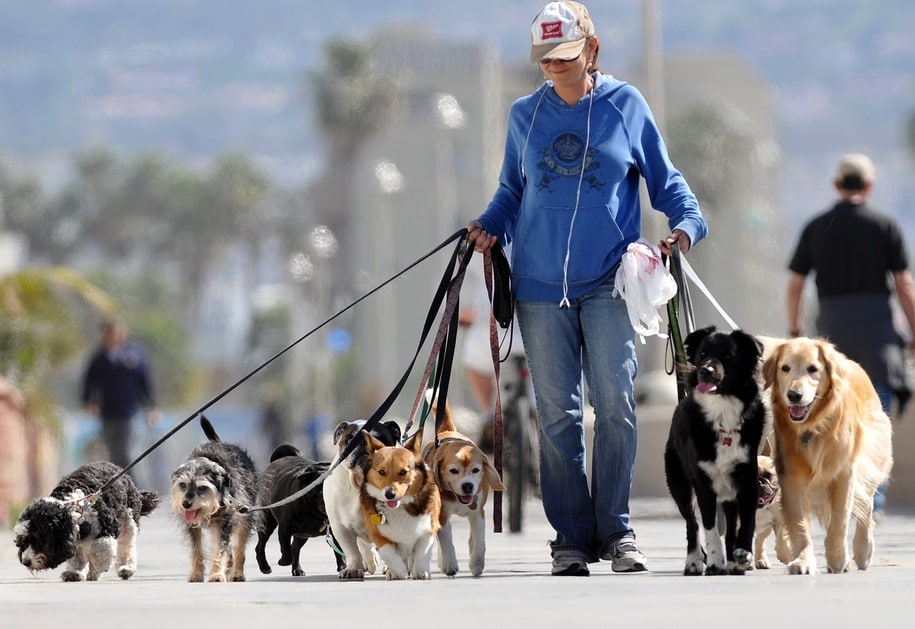 Capa: Baixar Curso Dog Walker [Walker Dog] 202*
