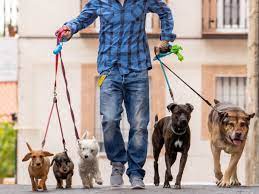 Capa: Curso Dog Walker Ana Silva: Baixe Agora o Guia Completo!