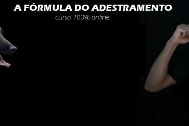 Cão Malinois treinando com tutor usando técnicas harmoniosas da Fórmula do Adestramento 2.0 de Dionatas Piloto