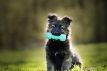 Cachorro feliz e atento durante aula de adestramento